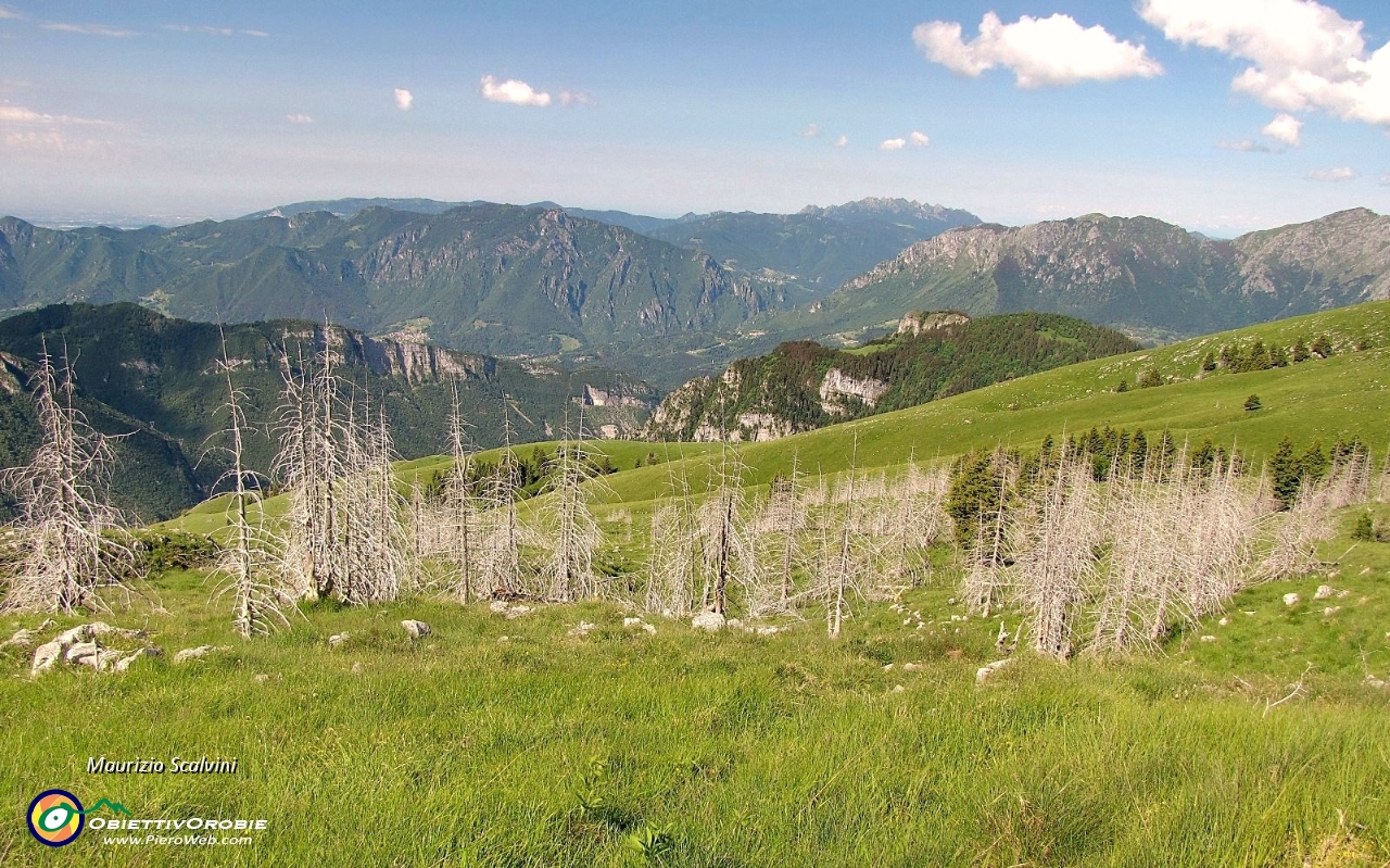 20 La foresta di larici morti....JPG